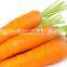 Supply fresh carrot with good quality for sale