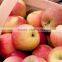 2015 Chinese Fresh sweet fuji apple with good quality
