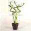 top quality lucky bamboo with lower price 25cm spiral lucky bamboo