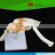 High quality for Medical education Life-size Shoulder joint with ligaments