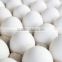 INDIAN FRESH WHITE SHELL EGG FOR AFGHANISTAN MARKET