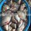 Best Freshness Frozen Black Tilapia Chinese Seafoods