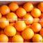 Chinese fresh orange