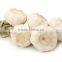 2016 Chinese high quality fresh garlic price Pure White Garlic alho fresh garlic