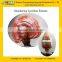 GMP Factory Supply Free Sample Ganoderma Lucidum Extract