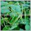2015 Chinese New Crop Green Mung Bean,Green Mung Bean Seed