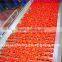 2015 price canned tomato paste manufacturer 70g to 4500g
