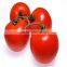 Unlimited Hot Sale Red Hybrid F1 Tomato Seeds in Greenhouse