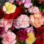 mix color fresh carnation flowers