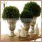 Fresh boxwood preserved with white pot for christmas decoration