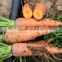 New Chinese fresh carrots with high quality