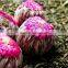 China Jasmine pearls Flowering Tea, natural blooming tea
