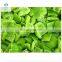 Sinocharm BRC Approved 10*10 mm Fresh Crisp Frozen Green Pepper dice IQF Green Pepper
