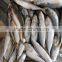 Landing frozen size 6 - 8 pcs / kg frozen Scomber scomb