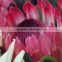 New hot-sale Fresh Cut Proteas flowers