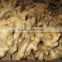 Air--dried ginger in PVC box