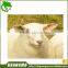 Plastic animal ear tag for sheep and livestock animal ear tag                        
                                                Quality Choice