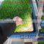Farm Favorite Green Organic Fodder Growing Machine