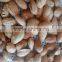 China NP roasted almond nut in shell for sale