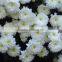 Chrysanthemum Tissue Culture Plants