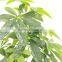 China hotsale fake money tree artificial Pachira