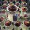 Hydroponic Dutch Hyacinth Flower Bulbs, Hyacinthus Orientalis