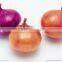 Four Seasons Supplier Wholesale of Red Onion