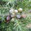 100% Pure Cade Oil Rectified