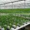 Strawberry Vertical NFT Hydroponic System