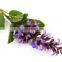 Sage oil