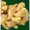 100% Organic gingembre extract/gingembre/gingembre powder
