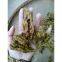 Supply of medicinal materials in western hubei mountain area treasure chicken feet coptis zadeh super series rare traditional Chinese medicinal materials