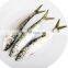 wholesale frozen sardine bait frozen sardine for fishing bait sardinella aurita