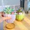 Amazon Garden Creative Succulent Flower Pot Macaron Potted Combination Ceramic Color Flower Pot