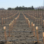 Tree Guard of UV Treated PP Plastic Correx Sapling Tree Guard/Tree Set/Tree Shelters Sheet