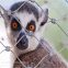 High Strength Stainless Steel Wire Mesh for Aviary Zoo