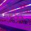 660nm Red 450nm Blue Cob Full Spectrum Led Grow Lights