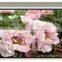 High Quality Electric Motorized Projection Screen With CE and RoHS Certificate
