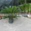 China natural sago cycad houseplant