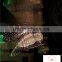 fiber optic eagal shape and design crystal chandelier