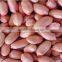 peanut kernels for sale