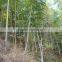 Phyllostachys heterocycla (Carr.) Mitford cv. Pubescens & bamboo