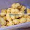 New Type Fruit Washing Machine Turnip Washing Machine Machine for Peeling Potatoes (CE Approved)
