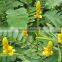 Cassia Angustifolia extract