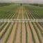 High grade leonardite organic type Potassium humate fertilizer
