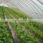 Tunnel Greenhouse film cover low cost agricultural farm Steel Frame comercial green house single span