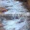 Swimming Crab
