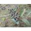 Ligustrum Lucidum Ait P.E.