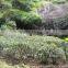 Top Quality Natural Tea Tree Oil CAS 68647-73-4, FEMA 3902