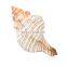 Seashell Handicraft Vietnam/Natural Seashell Craft